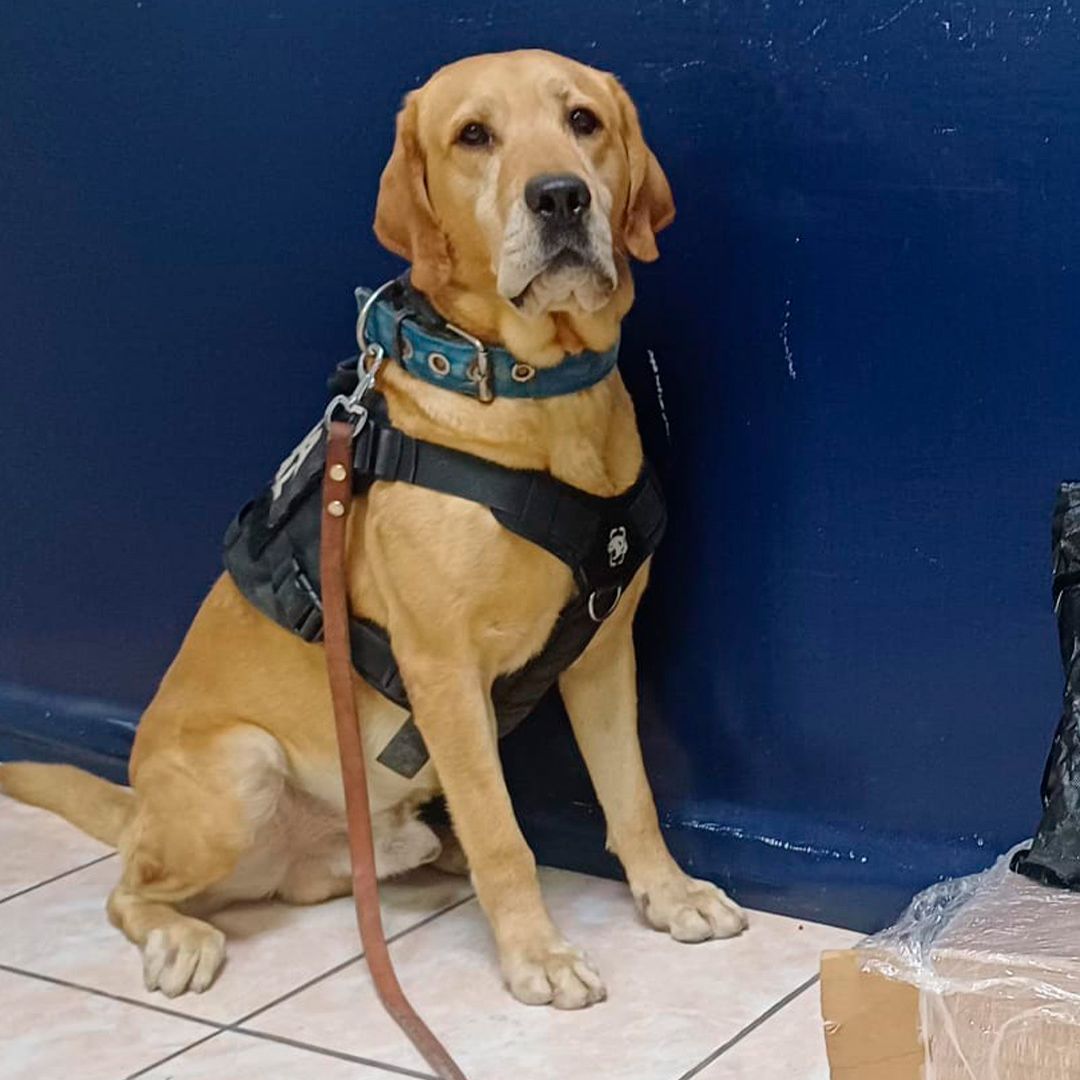 Binomio Canino Localiza Presunta Marihuana en Paquetería de Torreón